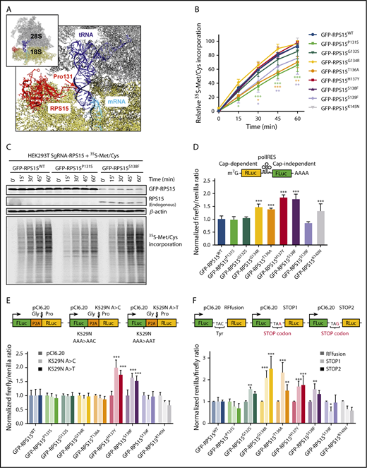 Figure 4. RPS15 mutant proteins alter ribosomal activity at different levels. (A) Global view of RPS15 structure in the context of the ribosome, showing the first amino acids of its C-terminal region extending into the ribosomal decoding center. The figure was generated with UCSF Chimera 1.11.2 (https://www.cgl.ucsf.edu/chimera) by using the structure of the human wild-type ribosome (PDB 5AJ0). The RPS15 protein is shown in a ribbon representation, whereas RNAs are shown as balls and sticks. The rRNAs of the large ribosomal subunit (28S, 5.8S, and 5S) are represented in gray, the rRNA of the small ribosomal subunit (18S) is in yellow, the tRNA is in blue, the mRNA is in cyan, and RPS15 protein (amino acids 12-131) is in red. (B) 35S-Met/Cys incorporation at the different times in protein precipitates from GFP-RPS15–expressing (wild-type or mutants) HEK293T cells. Signal intensities of autoradiography analyses were quantified, and mean values from ≥3 independent experiments are represented. Error bars indicate SEM. *P < .033, **P < .002, ***P < .001, two-way ANOVA. (C) Comparative 35S-Met/Cys incorporation between GFP-RPS15WT, GFP-RPS15P131S, and GFP-RPS15S138F cell lines. A representative autoradiography image and the associated RPS15 and β-actin immunoblots of 3 independent experiments are shown. (D-F) Dual-luciferase assays were performed to quantify cap-independent initiation (D), amino acid misincorporation (E), and stop codon read-through (F) during ribosomal translation in GFP-RPS15–expressing (wild-type or mutants) HEK293T cells. Firefly/renilla or renilla/firefly ratios were set to 1.0 in the case of GFP-RPS15WT–expressing cells (dark blue bars). Each bar represents the mean of 3 independent determinations + SEM. In (D-F), *P < .033, **P < .002, ***P < .001, one- or two-way ANOVA.