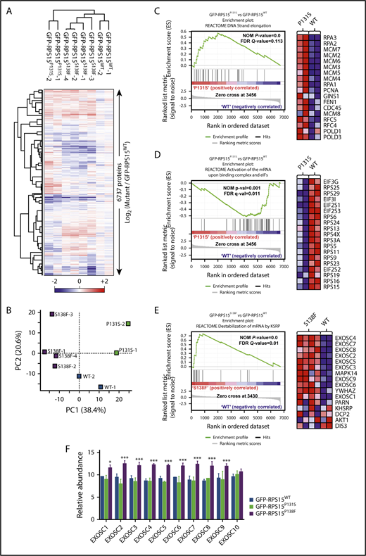 Figure 5. RPS15 mutant proteins alter global cell proteome in HEK293T cells. (A) Heat map depicting unsupervised hierarchical clustering of the 8 proteomes analyzed using the total set of proteins identified. Protein abundance is shown as the log2 ratio between each sample with respect to the average of reference samples (GFP-RPS15WT–expressing HEK293T cells). (B) Principal component analysis of the relative protein abundances of all 8 proteomes analyzed. Principal component analyses show a similar clustering between biological replicates. (C-D) Comparison of proteomic profiles from GFP-RPS15P131S–expressing vs GFP-RPS15WT–expressing HEK293T cells performed using GSEA. (C) Enrichment score plot corresponding to DNA strand elongation in the Reactome database (left panel). Heat map showing the top 18 genes of the positively correlated enriched gene set (right panel). (D) Enrichment plot corresponding to activation of the mRNA upon binding of the CAP-binding complex and eukaryotic initiation factors (eIFs) in the Reactome database (left panel). Heat map showing the 19 top genes of the negatively correlated enriched gene set (right panel). (E) Comparison of proteomic profiles from GFP-RPS15S138F–expressing vs GFP-RPS15WT–expressing HEK293T cells performed using GSEA. The enrichment plot shown corresponds to destabilization of mRNA by KSRP in the Reactome database (left panel). Heat map showing the top 16 genes of the positively correlated enriched gene set (right panel). (F) Relative abundance of different components of the exosome complex. Each bar represents the mean of 2 (GFP-RPS15WT and GFP-RPS15P131S) or 4 (GFP-RPS15S138F) independent relative proteomic determinations + SEM. *P < .033, ***P < .001, multiple t test.
