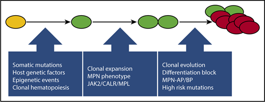 Figure 1. An evolutionary pathway to MPN-BP. After the acquisition of a JAK2 V617F or similar driver mutation by a hematopoietic stem cell (depicted in yellow), host genetic, epigenetic, and microenvironmental factors can facilitate the emergence of asymptomatic clonal hematopoiesis (depicted in green), subsequent clonal expansion, and emergence of an MPN phenotype (depicted as doublet of green cells). The acquisition of additional mutations, including high-risk mutations (ASXL1, IDH1/2, SRSF2, EZH2, TP53), may lead to clonal evolution and disease progression and may ultimately culminate in MPN-BP (depicted as an outgrowth/cluster of red cells).