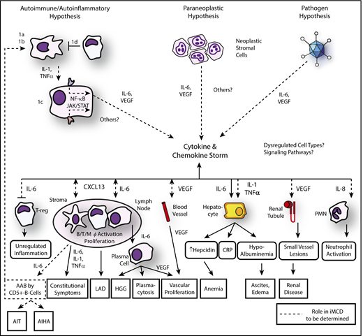 Figure 2. Updated model of iMCD pathogenesis. Three hypothesized mechanisms may be responsible for the iMCD cytokine and chemokine storm: first, the autoimmune/autoinflammatory hypothesis involves (1a) auto-antibodies triggering proinflammatory cytokine release by antigen-presenting cells that induce the as-yet-unknown hypercytokine-secreting cell to release IL-6 or other pathologic cytokines; (1b/c) dysregulated signaling in an antigen presenting cell or other as-yet-unknown hypercytokine-secreting cell releasing IL-6 or other pathologic cytokines, or (1d) a defect in the regulation of activated inflammatory cells. The cytokine and chemokine storm is perpetuated by positive feedback of IL-6, other pathologic cytokines, and/or possibly further auto-antibody stimulation. Second, the paraneoplastic syndrome hypothesis involves a somatic mutation in benign or malignant cells inside or outside of the lymph node that causes constitutive cytokine release. Preliminary data suggest these may be lymph node stromal cells. Third, the pathogen hypothesis involves either infection with HHV-8 that is clinically undetectable, a novel virus, or another pathogen signaling proinflammatory cytokines. An active infection by a single virus is less likely based on preliminary data generated from pathogen discovery studies. Regardless of the etiology, the cytokine and chemokine storm is the common pathway that results in the subsequent clinical and histopathological features of iMCD. AAB, autoantibodies; AIHA, autoimmune hemolytic anemia; AIT, autoimmune thrombocytopenia; LAD, lymphadenopathy; PMN, polymorphic neutrophil. Adapted from Fajgenbaum et al.1