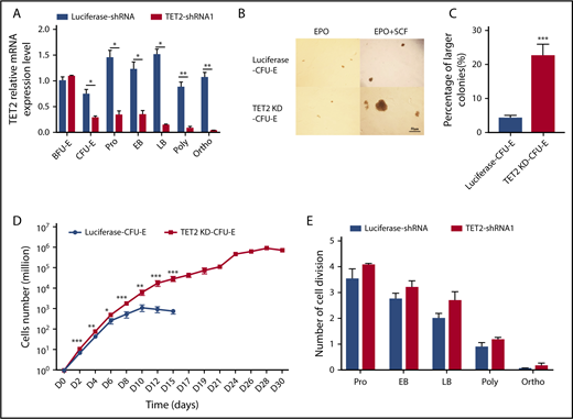 Figure 1. Hyperproliferation of TET2-knockdown CFU-E cells in the presence of SCF. (A) qRT‐PCR analyses of TET2 mRNA levels (normalized to actin) of sorted luciferase and TET2-knockdown erythroid cells. (B) Colony-forming ability of sorted luciferase and TET2-knockdown CFU-E cells in the presence of EPO only (left panel) or in the presence of EPO plus SCF (right panel). Scale bar, 50 μm. (C) Percentage of larger-size colonies in panel B. (D) Growth curves of sorted luciferase and TET2-knockdown CFU-E cells cultured in the presence of EPO plus SCF. (E) Numbers of cell divisions of sorted erythroblasts at the indicated stages in culture. All results are from 3 independent experiments. *P < .05, **P < .01, ***P < .001.