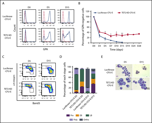 Figure 2. TET2 knockdown impaired human terminal erythroid differentiation. (A) Representative flow cytometry analysis of GPA expression of sorted luciferase and TET2-knockdown CFU-E cells cultured in the presence of EPO plus SCF for different days, as indicated. (B) Quantitative analysis of changes in GPA− population from 3 independent experiments. (C) Terminal erythroid differentiation was monitored on the indicated days by flow cytometric analysis based on the expression of band 3 and α4 integrin. Representative plots of α4-integrin vs band 3 of GPA+ cells are shown, and the erythroblasts are separated into 5 populations: proerythroblasts (Pro; α4-integrinhiband 3neg), early basophilic erythroblasts (EB; α4-integrinhiband 3low), late basophilic erythroblasts (LB; α4-integrinhiband 3med), polychromatic erythroblasts (Poly; α4-integrinmedband 3med), and orthochromatic erythroblasts (Ortho; α4-integrinlowband 3hi). (D) Quantitative analyses of results shown in panel C from 3 independent experiments. (E) Representative cytospin images of erythroblasts cultured for different days as indicated. *P < .05, **P < .01.