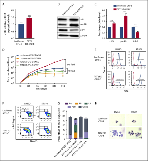 Figure 3. TET2 knockdown led to upregulation and activation of c-Kit. (A) mRNA levels (normalized to actin) of c-Kit, as assessed by qRT-PCR. (B) Representative western blot analysis of total c-Kit, p–c-Kit, and SHP-1. GAPDH was used as loading control. (C) Quantitative analysis of c-Kit, p–c-Kit, and SHP-1 from 3 independent experiments. (D) Effects of c-Kit inhibitor STI571 (0.5 μM) on proliferation of sorted luciferase and TET2-knockdown CFU-E cells. Dimethyl sulfoxide (DMSO) was used as control. (E-H) Effects of c-Kit inhibitor STI571 (0.5 μM) on differentiation of luciferase and TET2-knockdown CFU-E cells. Sorted luciferase and TET2-knockdown CFU-E cells were cultured for 13 days in the presence of DMSO or STI571. Expression of GPA (E) or band 3/α4 integrin (F) was examined by flow cytometry analysis. (G) Quantitative analysis of results shown in panel F from 3 independent experiments. (H) Representative cytospin images of erythroblasts. Note that the TET2-knockdown–induced impairment in differentiation was reversed by STI571 treatment. *P < .05, **P < .01, ***P < .001.