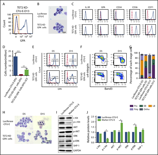 Figure 4. Knockdown of TET2 led to the generation of marker CFU-E cells. (A) TET2-knockdown CFU-E cells were cultured for 13 days, and the GPA− population was sorted. (B) Representative cytospin images of sorted luciferase CFU-E and TET2-knockdown GPA− cells. (C) Flow cytometry analysis of luciferase CFU-E and TET2-knockdown GPA− cells using the surface markers IL-3R, GPA, CD34, CD36, and CD71. (D) Proliferation of luciferase CFU-E and TET2-knockdown GPA− cells in the presence of EPO only or EPO plus SCF. (E-F) Differentiation of luciferase CFU-E and TET2-knockdown GPA− cells. Sorted luciferase and TET2-knockdown GPA− cells were cultured for 5 or 15 days. Expression of GPA (E) or band 3/α4 integrin (F) was examined by flow cytometry analysis. (G) Quantitative analysis of results shown in panel F from 3 independent experiments. (H) Representative cytospin images of erythroblasts. (I) Western blot analysis of c-Kit, p–c-Kit, AKT, p-AKT, ERK, p-ERK, and SHP-1. GAPDH was used as loading control. (J) Quantitative analysis of results shown in panel H from 3 independent experiments. *P < .05, **P < .01, ***P < .001.