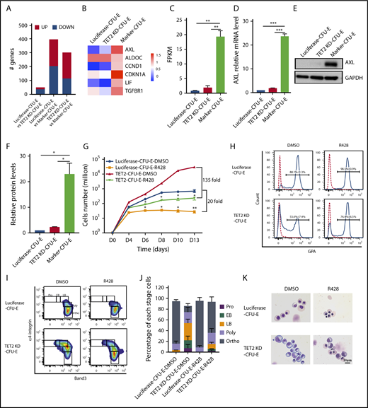 Figure 5. Upregulation of AXL in marker CFU-E cells. (A) Number of differentially expressed genes among luciferase CFU-E, TET2-knockdown CFU-E, and TET2-knockdown marker CFU-E cells, as revealed by RNA-seq analysis. Fold change > 2. (B) Heat map of the 6 genes involved in the “organ regeneration” pathway. (C) mRNA levels of AXL, as revealed by RNA-seq. (D) mRNA levels of AXL, as assessed by qRT-PCR. (E) Western blot analysis of AXL. (F) Quantitative analysis of AXL protein levels from 3 independent experiments. (G) Growth curves of sorted luciferase and TET2-knockdown CFU-E cells in the presence of DMSO or 0.2 μM R428. (H) Flow cytometry analysis showing GPA expression of luciferase and TET2-knockdown CFU-E cells cultured for 13 days in the presence of DMSO or 0.2 μM R428. (I) Flow cytometry analysis showing band 3/α4 integrin expression of luciferase and TET2-knockdown CFU-E cells cultured for 13 days in the presence of DMSO or 0.2 μM R428. (J) Quantitative analysis of results shown in panel I. (K) Representative cytospin images of erythroblasts. *P < .05, **P < .01, ***P < .001.