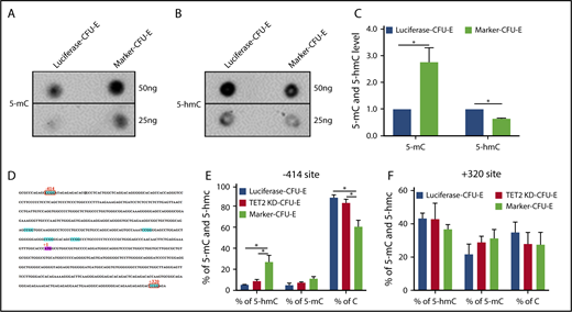 Figure 6. Effects of TET2 knockdown on DNA methylation. (A) DNA dot blots for 5mC. (B) DNA dot blots for 5hmC. (C) Quantitative analysis of 5mC and 5hmC levels from 3 independent experiments. (D) AXL promoter region containing 6 CCGG sites (blue). (E-F) Methylation-sensitive restriction enzyme analysis of 5mC and 5hmC changes at −414, +320 CCGG sites of AXL promoter. *P < .05.