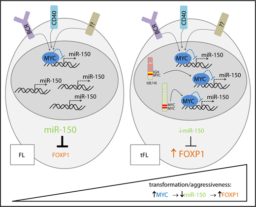 Figure 5. A schematic overview of the MYC/miR-150/FOXP1 role in the aggressiveness and high-grade transformation of FL. MYC overexpression caused by genomic aberrations (eg, translocations, mutations, or duplications) or B-cell activation downregulates miR-150 expression during the transformation of FL to DLBCL or in aggressive FL. Low levels of miR-150 lead to the upregulation of its target, FOXP1.