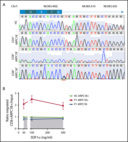 Figure 6. Preferential migration of revertant CD8+ T cells. (A) Electropherograms showing homozygous peaks in CD4+CD8−ARPC1B− and CD4−CD8+ARPC1B− and heterozygous peak in CD4−CD8+ARPC1B+ in sorted subpopulations in PHA T-cell lines of P1 as compared with bulk population in a HC. The site of second mutation is indicated in red. (B) Ratio of migrated ARPC1B+CD8+ (red) and ARPC1B−CD8+ (blue) T cells at to SDF1-α as compared with HC (n = 6, shaded area). Mean ± SEM. Input: percentage of T cells expressing ARPC1B before migration.