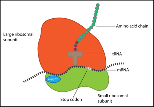 Mutations in RPS15 may lead to altered ribosome fidelity, including a decreased ability to detect stop-codons during mRNA translation, as shown by Bretones et al. tRNA, transfer RNA.
