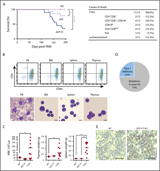 Figure 1. Deletion of Bcor exons 9 and 10 induces acute T-ALL. (A) Kaplan-Meier survival curves of WT (n = 15), ΔE4 (n = 14), and ΔE9-10 (n = 20) mice after the injection of tamoxifen; data from 2 independent experiments were combined. ***P < .001; *P < .05 by the log-rank test. The causes of death in ΔE9-10 mice are summarized in a table. (B) Flow cytometric profiles of PB, BM, the spleen, and thymus from a representative ΔE9-10 T-ALL mouse. Smear preparation of PB and cytospin preparations of BM, the spleen, and thymus after May-Giemsa staining are depicted below the profiles. Bars represent 10 μm. (C) PB white blood cell (WBC) counts and spleen and thymus weights in moribund ΔE9-10 T-ALL mice and WT and ΔE9-10 mice 12 weeks after the injection of tamoxifen (WBC: WT, n = 15; ΔE9-10, n = 20; ΔE9-10 T-ALL, n = 10; thymus: WT, n = 5; ΔE9-10, n = 5; ΔE9-10 T-ALL, n = 10; spleen: WT, n = 5; ΔE9-10, n = 5; ΔE9-10 T-ALL, n = 10). Bars in scatter diagrams indicate median values. ***P < .001 by the Student t test. (D) A pie graph summarizing the Notch1 status in ΔE9-10 T-ALLs. Genomic data of type 1 deletions and somatic mutations of Notch1 are depicted (n = 8). (E) Nuclear accumulation of cleaved NOTCH1 in the spleen of ΔE9-10 T-ALLs. Formalin-fixed, paraffin-embedded spleens were stained using an anti-NOTCH1 antibody recognizing the cytosolic domain of NOTCH1. Sections were visualized and counterstained with hematoxylin. Bars represent 50 μm.