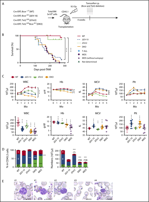 Figure 3. Concurrent deletion of Bcor and Tet2 causes MDS-like BM failure. (A) Strategy for analyzing hematopoietic cells with conditional knockout alleles for Tet2 and Bcor exons 9 and 10. Total BM cells from Cre-ERT control (WT), Cre-ERT;BcorflE9-10/y, Cre-ERT;Tet2fl/fl, and Cre-ERT;Tet2fl/flBcorflE9-10/y CD45.2 male mice were transplanted into lethally irradiated CD45.1 recipient mice. After engraftment, Tet2 and Bcor exons 9 and 10 were deleted by intraperitoneal injections of tamoxifen at 4 weeks posttransplantation. (B) Kaplan-Meier survival curves of WT (n = 15), ΔE9-10 (n = 20), ΔTet2 (n = 10), and DKO (n = 15) mice after the injection of tamoxifen; data from 2 independent experiments were combined. ***P < .001 by the log-rank test. The causes of death in DKO mice are indicated by circles or triangles with different colors. (C) PB cell counts in WT, ΔE9-10, ΔTet2, and DKO mice. WBC, hemoglobin (Hb), mean corpuscular volume (MCV), and platelet (Plt) counts in PB from WT (n = 15), ΔE9-10 (n = 19), ΔTet2 (n = 8), and DKO (n = 14) mice up to 5 months after the injection of tamoxifen are shown (upper panels). Data of moribund DKO MDS mice (n = 10) are shown with those of WT (n = 15), ΔE9-10 (n = 19), ΔTet2 (n = 8), and DKO (n = 14) mice 3 months after the injection of tamoxifen in the lower panels. (D) The proportions of myeloid (My) (Mac-1+ and/or Gr-1+), B220+ B cells, and CD4+ or CD8+ T cells among CD45.2+ donor-derived hematopoietic cells and their absolute numbers in PB from WT (n = 15), ΔE9-10 (n = 19), ΔTet2 (n = 8), and DKO (n = 14) mice 3 months after the injection of tamoxifen and moribund DKO MDS mice (n = 10). (E) Smear preparation of PB from moribund DKO MDS mice 6 months after the deletion of Bcor after May-Giemsa staining. Hypersegmented neutrophils (#1), hyposegmented neutrophils consistent with a pseudo Pelger-Huët anomaly (#2), Howell-Jolly bodies (#3), and giant platelets (#4) are shown. Bars represent 10 μm. Data are shown as the mean ± SEM in panels C and D. Statistical significance is shown relative to WT. *P < .05; **P < .01; ***P < .001 by the Student t test.