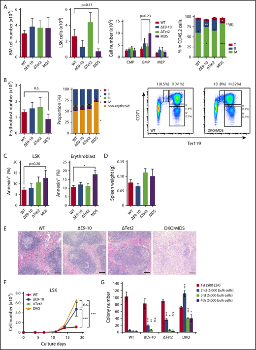 Figure 4. Concurrent deletion of Bcor and Tet2 induces inefficient hematopoiesis. (A) Absolute numbers of total BM cells, CD150+CD34−LSK HSCs, LSK HSPCs, and myeloid progenitors in a unilateral pair of the femur and tibia from moribund DKO MDS mice (n = 6) and their controls in the same cohort (WT, n = 5; ΔE9-10, n = 5; ΔTet2, n = 5). Proportions of myeloid, B and T cells in BM are shown in the right panel. *P < .05; **P < .01; ***P < .001 by the Student t test. (B) Absolute numbers of BM erythroblasts in a unilateral pair of the femur and tibia from moribund DKO MDS mice (n = 5) and their controls in the same cohort (WT, n = 5; ΔE9-10, n = 5; ΔTet2, n = 5). Proportions of the differentiation stages of erythroblasts and a representative flow cytometric profile of WT and DKO MDS erythroblasts are shown in the middle and right panels. *P < .05 relative to WT by 1-way analysis of variance, Tukey’s post hoc test. (C) Percentage of annexin V+ cells in LSK cells and CD71+Ter119+ BM erythroblasts in moribund DKO MDS mice (n = 5) and their controls (WT, n = 5; ΔE9-10, n = 5; ΔTet2, n = 5). *P < .05 by the Student t test. (D) Spleen weights of moribund DKO MDS mice (n = 6) and their controls (WT, n = 5; ΔE9-10, n = 5; ΔTet2, n = 5). (E) Histology of the spleen from WT, ΔE9-10, ΔTet2, and DKO MDS mice observed by hematoxylin-eosin staining. Bars represent 100 μm. (F) Growth of WT, ΔE9-10, ΔTet2, and DKO LSK HSPCs in culture. LSK cells purified from mice 1 month after the tamoxifen injection were cultured in triplicate under myeloid cell culture conditions (SCF + TPO + IL-3 + GM-CSF). ***P < .001; n.s., not significant, by the Student t test. (G) Replating assay data. Five hundred LSK cells were plated in methylcellulose medium containing 20 ng/mL of SCF, TPO, IL-3, and GM-CSF. After 12 days of culture, colonies were counted and pooled, and 5 × 103 cells were then replated in the same medium every 7 days. Data are shown as the mean ± SEM. Statistical significance is shown relative to WT. *P < .05; **P < .01; ***P < .001; n.s., not significant, by the Student t test.