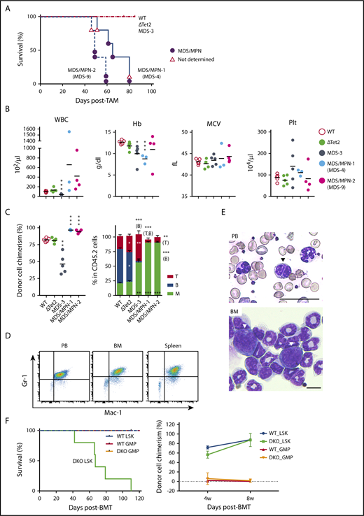 Figure 5. ΔTet2ΔE9-10 MDS cells evolve into MDS/MPN during serial transplantation. (A) Kaplan-Meier survival curves of recipient mice infused with BM cells from MDS-3, MDS-4, and MDS-9 mice and their WT and ΔTet2 control mice (n = 5 each). The causes of death in DKO mice are indicated by circles or triangles with different colors. (B) PB cell counts in recipient mice 3 months after transplantation (n = 3-5 each). (C) The chimerism of CD45.2 donor cells in PB 3 months after transplantation (n = 3-5 each). The proportions of myeloid (My) (Mac-1+ and/or Gr-1+), B220+ B cells, and CD4+ or CD8+ T cells among CD45.2+ donor-derived hematopoietic cells in PB are depicted in the right panels (n = 3-5 each). Data are shown as the mean ± SEM. Statistical significance is shown relative to WT. *P < .05; **P < .01; ***P < .001 by the Student t test. (D) MDS/MPN developed in recipients infused with BM from MDS-4 mice. Flow cytometric profiles of MDS/MPN cells in PB, BM, and the spleen. (E) Smear preparation of PB and cytospin preparation from moribund MDS/MPN (MDS-4) mice after May-Giemsa staining. Hyposegmented neutrophils consistent with a pseudo Pelger-Huët anomaly (arrowhead) in PB and scattered blasts (arrowheads) in BM are shown. Bars represent 50 and 10 μm, respectively. (F) Kaplan-Meier survival curves of recipient mice infused with LSK cells (1.2 × 104/mouse, n = 5 each) or GMPs (WT, 1 × 105 to 2 × 105 GMPs per mouse, n = 4; DKO, 2 × 105 GMPs per mouse, n = 5) from WT and DKO MDS mice (CD45.2+). Purified LSK cells and GMPs were transplanted into recipient mice sublethally irradiated at a dose of 6.5 Gy. The chimerism of CD45.2 donor cells in PB after transplantation is indicated in the right panel. MPN, myeloproliferative neoplasms.