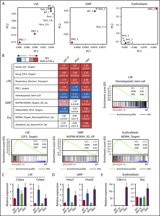 Figure 6. Bcor insufficiency causes the activation of myeloid-related genes. (A) Principal component (PC) analyses based on total gene expression in LSK HSPCs, GMPs, and CD71+Ter119+erythroblasts isolated from WT, ΔE9-10, ΔTet2, and DKO MDS mice. (B) GSEA performed using RNA sequence data. Summary of GSEA data and GSEA plots of representative data are shown. Normalized enrichment scores (NES), nominal P values (NOM), and false discovery rates (FDR) are indicated. The gene sets used are indicated in supplemental Table 2. Quantitative reverse transcription–PCR analysis of Cebpa and Cebpe in LSK cells (C), Hoxa7 and Hoxa9 in GMPs (D), and Cdkn1a and Bax in CD71+Ter119+ erythroblasts (E). Hprt1 was used to normalize the amount of input RNA. Data are shown as the mean ± SEM (n = 3). Statistical significance is shown relative to WT. *P < .05; **P < .01; ***P < .001 by the Student t test.