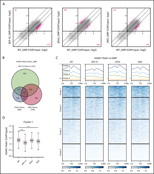 Bcor insufficiency causes reduction in H2AK119ub1 levels. (A) Scatter plots showing the correlation of the fold enrichment values of H2AK119ub1 against the input signals (ChIP/input) (TSS ± 2.0 kb of RefSeq genes) in GMPs from ΔE9-10, ΔTet2, and DKO mice 4 weeks after the tamoxifen treatment relative to WT GMPs. The light diagonal lines represent the boundaries for 1.5-fold increase or decrease in fold enrichment of H2AK119ub1. We defined “PRC1 targets” as genes with H2AK119ub1 enrichment greater than twofold over the input signals. Among PRC1 targets, the genes that gained or lost H2AK119ub1 modifications >1.5-fold compared with those in WT are indicated in pink. (B) Venn diagrams showing the overlap of PRC1 target genes that lost H2AK119ub1 modifications >1.5-fold in ΔE9-10, ΔTet2, and DKO GMPs compared with those in WT GMPs in (A). (C) Heat map showing the levels of H2AK119ub1 at the range of TSS ± 5.0 kb. The levels of H2AK119ub1 in each cluster are plotted in upper columns. (D) Box-and-whisker plots showing H2AK119ub1 levels of genes in cluster 1 in WT, ΔE9-10, ΔTet2, and DKO GMPs. Boxes represent 25 to 75 percentile ranges. The whiskers extend to the most extreme data point which is no more than 1.5 times the interquartile range from the box. Horizontal bars represent medians. Mean values are indicated by “+” in red. ***P < .001 by the Student t test. (E) Snapshots of RNA sequencing and H2AK119ub1 ChIP-seq signals at the Hoxa7 and Hoxa9 gene loci in WT, ΔE9-10, ΔTet2, and DKO GMPs. The structure of the Hoxa7 and Hoxa9 genes are indicated at the bottom. (F) Manual ChIP quantitative PCR assays for H2AK119ub1 in GMPs and LSK cells at the Hoxa9 and Cebpa loci, respectively. The relative amounts of immunoprecipitated DNA are depicted as a percentage of input DNA. Data are shown as the mean ± SEM (n = 4). *P < .05; **P < .01 by the Student t test.