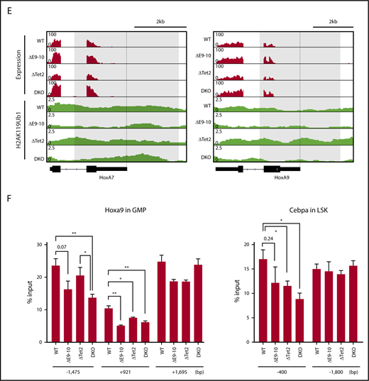 Bcor insufficiency causes reduction in H2AK119ub1 levels. (A) Scatter plots showing the correlation of the fold enrichment values of H2AK119ub1 against the input signals (ChIP/input) (TSS ± 2.0 kb of RefSeq genes) in GMPs from ΔE9-10, ΔTet2, and DKO mice 4 weeks after the tamoxifen treatment relative to WT GMPs. The light diagonal lines represent the boundaries for 1.5-fold increase or decrease in fold enrichment of H2AK119ub1. We defined “PRC1 targets” as genes with H2AK119ub1 enrichment greater than twofold over the input signals. Among PRC1 targets, the genes that gained or lost H2AK119ub1 modifications >1.5-fold compared with those in WT are indicated in pink. (B) Venn diagrams showing the overlap of PRC1 target genes that lost H2AK119ub1 modifications >1.5-fold in ΔE9-10, ΔTet2, and DKO GMPs compared with those in WT GMPs in (A). (C) Heat map showing the levels of H2AK119ub1 at the range of TSS ± 5.0 kb. The levels of H2AK119ub1 in each cluster are plotted in upper columns. (D) Box-and-whisker plots showing H2AK119ub1 levels of genes in cluster 1 in WT, ΔE9-10, ΔTet2, and DKO GMPs. Boxes represent 25 to 75 percentile ranges. The whiskers extend to the most extreme data point which is no more than 1.5 times the interquartile range from the box. Horizontal bars represent medians. Mean values are indicated by “+” in red. ***P < .001 by the Student t test. (E) Snapshots of RNA sequencing and H2AK119ub1 ChIP-seq signals at the Hoxa7 and Hoxa9 gene loci in WT, ΔE9-10, ΔTet2, and DKO GMPs. The structure of the Hoxa7 and Hoxa9 genes are indicated at the bottom. (F) Manual ChIP quantitative PCR assays for H2AK119ub1 in GMPs and LSK cells at the Hoxa9 and Cebpa loci, respectively. The relative amounts of immunoprecipitated DNA are depicted as a percentage of input DNA. Data are shown as the mean ± SEM (n = 4). *P < .05; **P < .01 by the Student t test.