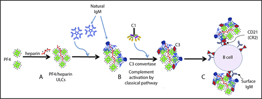 Figure 7. Mechanism of complement activation by PF4/heparin complexes. (A) Heparin displaces PF4 to form ULCs. (B) Polyreactive natural IgM from plasma binds to ULCs, changes conformation and binds C1q to activate the classical pathway of complement activation. (C) IgM and complement-coated antigen binds to B cells via complement receptor 2.