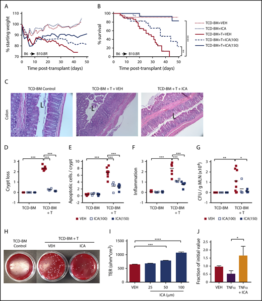 Figure 2. ICA reduces GVHD-related morbidity and mortality in a dose-dependent manner in allo-BMT recipients. (A-G) B10.BR recipients were lethally irradiated and subjected to allo-BMT with TCD-BM alone or in combination with purified T cells (TCD-BM + T) from C57Bl/6 donor mice to induce GVHD. Mice received daily oral gavage with 100 mg/kg or 150 mg/kg ICA or vehicle (VEH) starting 1 day prior to irradiation. All data from day 21 posttransplant. Representative data from 2 experimental repeats at each ICA dose; n = 15 to 20 per group, 5 mice censored per condition on day 21 for various assays. (A) Weight loss (n = 15-20). (B) Kaplan-Meier survival curve (n = 15-20) with ticks indicating mice censored for histological studies. (C) Hematoxylin and eosin (H&E) staining of distal colon in animals receiving 100 mg/kg ICA or VEH. (All images are ×200 magnification; “L” indicates the lumen). (D-F) Quantitation of colon histology. For each parameter, an average value per mouse was determined as detailed in supplemental Methods (n = 4 to 8 per condition). (D) Degree of crypt loss (0 = none → 3 = severe). (E) Apoptotic cells per crypt. (F) Degree of infiltrating immune cells (0 = none → 3 = severe). (G) Quantitation of CFU per gram MLN. (H) Image of representative result of dilution plating of MLN homogenates to determine CFU/g MLN. (I) TER measured across Caco-2 cell monolayers after treatment with increasing concentrations of ICA. Combined data from 3 experiments. (J) TER measured across Caco-2 cell monolayers damaged with TNF-α and treated with ICA (100 µM). Combined data from 2 experiments. Statistics: Mantel Cox Log-rank (survival curve), ANOVA. ****P < .0001; ***P = .0001 to .001; **P = .001 to .01; *P = .01 to .05.