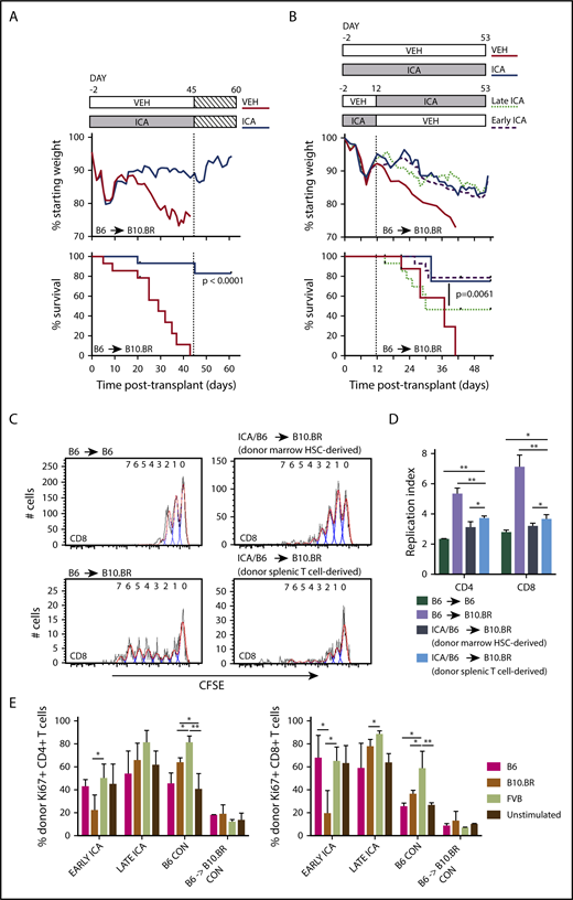 Figure 4. ICA treatment of allo-BMT recipients leads to sustained survival after removal of ICA and induces tolerance in allogeneic T cells. (A) Lethally irradiated B10.BR recipients were transplanted with TCD-BM in combination with purified T cells (TCD-BM + T) from C57Bl/6 (B6) mice to induce GVHD. Mice received daily oral gavage of 150 mg/kg ICA or vehicle through day 45 posttransplant, at which point ICA delivery was terminated. Weight loss and survival were tracked through day 60. (A) Treatment schema (top). Weight loss (middle). Survival curves representing a subset of vehicle-treated recipients (n = 9) and ICA-treated recipients (N = 10) from Figure 2, followed for an additional 15 days after ICA treatment was terminated (bottom). (B) Lethally irradiated B10.BR recipients were transplanted with TCD-BM in combination with purified T cells from C57Bl/6 mice to induce GVHD. Top panel: Treatment schema. Early ICA mice received daily oral gavage of ICA from day −2 to day 12 and vehicle day 13 to day 53. Late ICA mice received daily oral gavage of vehicle from day −2 to day 12 and ICA day 13 to day 53. Control mice received ICA or vehicle throughout. Middle panel: Weight loss. Lower panel: Kaplan-Meier survival curve. Early ICA and late ICA, n = 15 per group. Controls, n = 4 per group. (C-D) T cells were harvested from spleens of ICA-treated survivors (n = 8, from panel A) at 60 days posttransplant (15 days after termination of ICA delivery), labeled with carboxyfluorescein diacetate succinimidyl ester (CFSE), and used for secondary transfer. Splenocytes were harvested from secondary recipients 3 days after transfer, and proliferation profiles assessed by Flow Cytometry. (C) CFSE proliferation profiles of CD8 T cells in control B6 → B6 syngeneic transfer (upper left), N = 3; control B6 → B10.BR allogeneic transfer (lower left), N = 4; marrow-derived T cells from ICA-treated survivors → B10.BR recipients (upper right) and donor spleen-derived T cells from ICA-treated survivors → B10.BR recipients (lower right), N = 4. Flow cytometry gating was used to quantify T cells which were marrow hematopoietic stem cell (HSC) derived vs donor splenic T-cell derived. (D) Replication indices for the CD8 CFSE profiles depicted in panel C as well as CD4 CFSE profiles. (E) Splenocytes from Early ICA and late ICA survivors at day 53 posttransplant (from panel B) were tested, along with splenocytes from B6 control and B6 → B10.BR control with chronic GVHD, in MLR. Stimulators included irradiated splenocytes from B6, B10.BR, and FVB. At 48 hours, culture wells were harvested and analyzed for donor-derived CD4 (left) and CD8 T-cells (right) and Ki67 expression. Error bars represent standard deviations. Statistics: Mantel Cox log-rank (survival curve), ANOVA, Student t test. **P = .001 to .01; *P = .01 to .05.