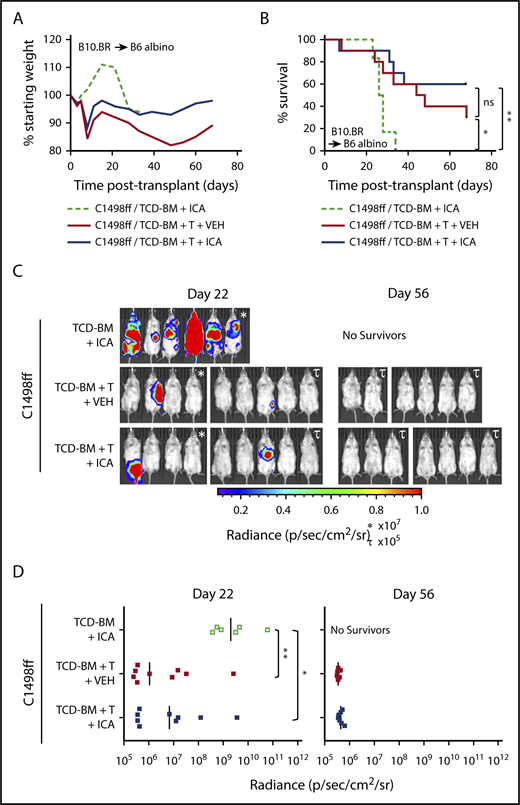 Figure 5. ICA does not inhibit the GVL activity of allogeneic T cells. (A-D) B6 albino recipients were injected with C1498ff on day −2, lethally irradiated on day −1, and transplanted on day 0 with 5 × 106 TCD-BM cells alone (n = 6) or in combination with 3 × 106 splenocytes (TCD-BM + T, n = 9 per group) from B10.BR donor mice. Mice received daily oral gavage with 150 mg/kg ICA or vehicle (VEH) starting 5 days prior to irradiation. (A) Weight loss. (B) Kaplan-Meier survival curve. (C) Visualization of C1498ff by in vivo bioluminescent imaging on day 22 (left) and day 56 (right) posttransplant. Two different luminescence scales are used to best show detectable tumors in different cages of mice. (D) Quantitation of C1498ff bioluminescence on day 22 (left) and day 56 (right) posttransplant. Statistics: Mantel Cox log-rank (survival curve), Kruskal-Wallis ANOVA. ****P < .0001; ***P = .0001 to .001; **P = .001 to .01; *P = .01 to .05; ns, not significant.