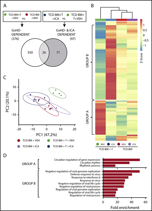 Figure 6. ICA regulates expression of genes in the type I interferon (IFN1) and circadian rhythm pathways. (A) Venn diagram indicating the schema for identification of both GVHD-dependent and GVHD- and ICA-dependent gene expression changes assessed 21 days after B6 → B10.BR transplant. (B) Hierarchical clustering of 97 z-score normalized GVHD- and ICA-dependent genes in all 4 experimental conditions (TCD-BM or TCD-BM + T treated with either VEH or ICA). Each column represents averaged z-score data from n = 4 (TCD-BM) or n = 5 (TCD-BM + T) animals. Group A represents genes downregulated by ICA in TCD-BM + T transplanted animals. Group B represents genes upregulated by ICA in TCD-BM + T transplanted animals. (C) Principal component analysis of GVHD- and ICA-dependent genes; n = 4 (TCD-BM) or n = 5 (TCD-BM + T). (D) Gene ontology analysis (GoAmigo) of group A and group B GVHD- and ICA-dependent genes. Statistics: 1-way and 2-way ANOVA tests were performed to determine significant differential expression of genes among groups and identify common genes. Differential expression filtering was performed using an unadjusted P value <.05 and absolute fold change >1.5.