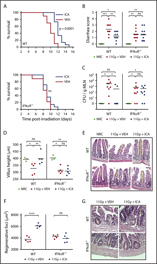 Figure 7. ICA reduces intestinal damage and extends survival following TBI. (A-G) C57B6 WT or C57B6 IFN-αR−/− mice were lethally irradiated (11 Gy) without subsequent BMT. Control animals were not irradiated (NRC, no radiation control). Mice received daily oral gavage with 150 mg/kg ICA or vehicle (VEH) starting 1 day prior to irradiation. Representative data from 2 experiments. (A) Kaplan-Meier survival curve (NRC, n = 5; VEH and ICA, n = 10). (B) Severity of diarrhea (day 3 postirradiation) (NRC, n = 5; VEH and ICA, n = 10). (C) Quantitation of CFU per gram MLN (day 3 postirradiation) (NRC, n = 5; VEH and ICA, n = 9). (D) Villus height (distal ileum, day 3 postirradiation) measured in H&E-stained sections (NRC, n = 3; VEH and ICA, n = 5). (E) H&E staining of distal ileum on day 3 postirradiation. Typical villus height measurements are indicated by yellow lines. Images are ×200 magnification. (F) Regenerating crypt foci. Area of regenerating crypt foci were determined by measuring height and width of foci, as identified by H&E staining (n = 5 all groups). (G) H&E staining of distal ileum on day 4 postirradiation. Yellow lines represent typical height measurements of regenerating foci. Width measurements were determined similarly. Images are ×400 magnification. Statistics: Mantel Cox log-rank (survival curve) or Kruskal-Wallis ANOVA. ****P < .0001; ***P = .0001 to .001; **P = .001 to .01; *P = .01 to .05; ns, not significant.