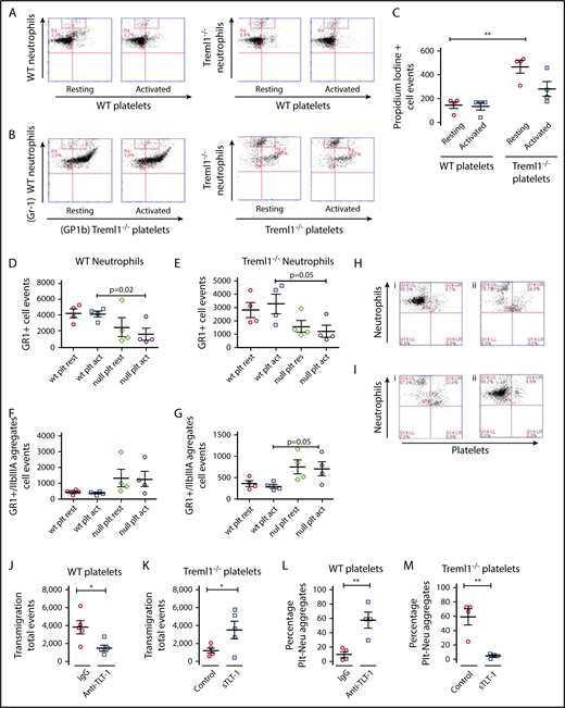 Figure 3. TLT-1 promotes neutrophil release from platelets during transmigration. (A-B) In transwell plates, WT or treml1−/− neutrophils were exposed to resting or thrombin-activated (0.05 U/mL) WT platelets (A) or treml1−/− platelets (B), and transmigration of neutrophils was measured by flow cytometry. Shown are representative flow cytometry plots. Neutrophils were measured by Gr1fitc (y-axis), and platelets were identified by Gp1b Alexa 647 (x-axis). (C) Measurement of neutrophil cell death plotted as the number of neutrophils (gated on the red boxes in panels A and B) that stained positive for the cell impermeable PI dye (n = 3; **P ≤ .001). Quantification of the transmigrated neutrophils (D-E) and platelet-neutrophil conjugates (F-G) from panels A and B. (H) Flow cytometric analysis of WT neutrophils incubated with WT platelets in the presence of nonimmune antiserum (i) or anti-TLT-1 (ii). (I) Analysis of treml1−/− neutrophils incubated with treml1−/− platelets in the presence of supernatant from mock transfected cells (i) or supernatant from sTLT-1 transfected cells (ii, n = 4). Quantifications of transmigration from panels H and I of transmigrated WT (J) or treml1−/− (K) neutrophils. Quantifications of platelet-neutrophil aggregates from panels H and I from WT (L) or treml1−/− cells (M). *P ≤ .05, **P ≤ .01; Student t test. All cytometric quantifications were done using BD Accuri C6 software (BD Biosciences).