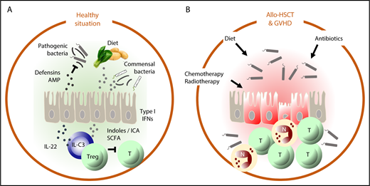 In the healthy situation (A), intestinal homeostasis is maintained by a delicate balance between factors derived from the diet and metabolized by commensal bacteria, such as indoles and short-chain fatty acids (SCFAs) that suppress autoreactive T cells and stimulate epithelial barrier function (directly via upregulation of type 1 IFN and via IL-22) and production of defensins and antimicrobial peptides (AMPs) that suppress outgrowth of pathogenic bacteria. In allo-HSCT (B), chemotherapy and radiotherapy damage the intestinal epithelium and the microbiome directly and indirectly by negatively affecting dietary intake. Neutropenia necessitates the use of antibiotics, which also damages the microbiome. Together, these factors disrupt the homeostatic balance of the intestine, which leads to inflammation, the influx of alloreactive T cells (T) and neutrophils (N), mucositis, bacterial translocation, and GVHD.