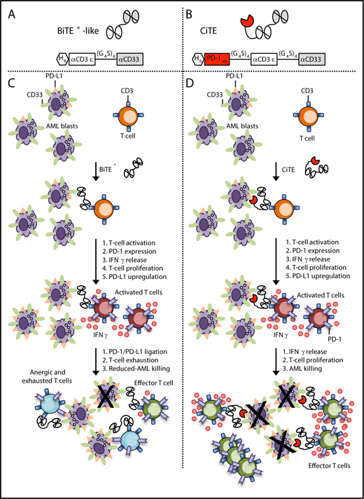 Design and properties of BiTE and CiTE molecules. (A) Schematic representation of the BiTE-like molecule. scFv domains, consisting of 1 variable heavy chain (VH) joined to 1 variable light (VL) domain, are connected into a single polypeptide chain. One of the 2 distal scFv domains (white) is specific for CD3ε, and the other (gray) is specific for CD33. Black connecting lines represent flexible Gly4Ser linker between the domains. (B) Schematic representation of the CiTE molecule. The CiTE molecule was constructed by fusing the PD-1ex to the CD3 × CD33 BiTE. (C) Mechanism of BiTE action. To induce activation of and cytotoxic activity by a T cell, a BiTE protein must engage both a T cell and tumor cell (AML blast) simultaneously. Single-cell binding to a T cell or a target cell causes no activation. Simultaneous binding of multiple BiTE molecules to both T cell and tumor cell promotes the formation of an immunological synapse leading to T-cell activation, release of cytokines (IFN-γ), and cytotoxicity of the tumor cell. This T-cell activation leads to upregulation of checkpoint molecules like PD-1 on T cells and PD-L1 on AML blasts. PD-L1 interacts with PD-1 on T cells to suppress the T-cell–mediated tumor cytotoxicity. (D) Mechanism of CiTE action. Blockade of the interaction between PD-1 on T cells and PD-L1 of the tumor by the PD-1ex domain of the CiTE prevents T-cell anergy and exhaustion, leading to enhanced T-cell proliferation and tumor cell killing.