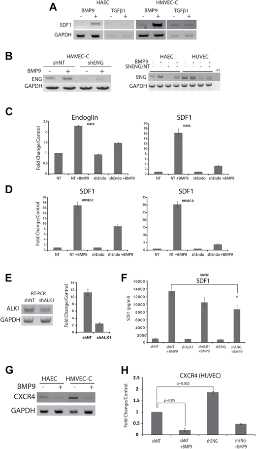 Figure 3. BMP9-dependent induction of SDF1 expression is promoted by endoglin and is dependent on endothelial cell type. (A) The ligand specificity for the upregulation of SDF1 expression in HAEC and HMVEC-C was analyzed by RT-PCR after treatment with 5 ng/mL BMP9 or 10 ng/mL TGF-β1. (B) RT-PCR of HMVEC-C demonstrated upregulation of endoglin in response to treatment with BMP9 (5 ng/mL, 24 hours) and is impaired by endoglin suppression. (C) Real-time quantitative RT-PCR of endoglin and SDF1 cDNA induction by BMP9 in HAECs, in the presence of control shNT or shENG suppression. (D) Quantitative RT-PCR of SDF1 cDNA induction by BMP9 in HMVEC-C and HMVEC-D cell culture in the presence of control shNT or shENG suppression. Error bars represent mean ± SE for 3 experiments.