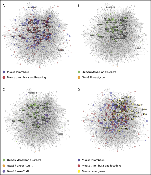 Figure 5. Network of protein interactions in thrombosis and hemostasis. Network built in Cytoscape for 275 bait proteins, corresponding to mouse genes with modifying effect on arterial thrombosis of hemostasis. The final network has 267 core genes (bait nodes), 2679 new nodes, connected by 19721 interactions (edges). Of the edges, 15 419 are derived from Reactome, 4299 from Intact, and 3 from manual assignment. Size of nodes is set as 1 per default, or as CP value. (A) Network visualization with color-coded bait nodes: proteins modifying thrombosis (blue) or thrombosis plus bleeding (red). Names are listed of 40 mouse genes with highest CP values. (B) Network visualization with color-coded proteins linked to rare Mendelian disorders of human platelet or coagulant function (green, n = 54); proteins linked to high-association genes in GWAS of platelet count and volume (orange, n = 21). (C) Network visualization with additional purple-coded proteins linked to a recent GWAS of stroke (n = 11) and coronary artery disease (n = 40). (D) Network visualization emphasizing 50 novel nodes with largest number of edges (≥25, yellow). Attribute lists are given in supplemental Data File 6. The full network, containing gene-expression levels in human megakaryocytes33 and other annotation features, is available in Cytoscape format upon request. For enlarged panels, see supplemental Figure 3.