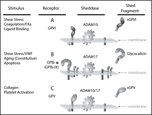 Figure 1. Receptor shedding from human platelets. ADAM10 and ADAM17 are responsible for the shedding of platelet-surface receptor ectodomains of GPIbα, GPV, and GPVI. The physiological triggers of ADAM activity dictate the rate and extent of loss of specific receptors. (A) GPVI is stable on resting platelets but rapidly cleaved by ADAM10 on exposure to active factor X (FXa) or fibrin, as well as by brief exposure to elevated fluid shear stress, and collagen binding. (B) The release of glycocalicin from the GPIb-IX complex occurs constitutively and in response to apoptosis. Shedding is mediated by ADAM17 with implications for platelet lifespan and TPO production. (C) GPV is susceptible to shedding by both ADAM10 and ADAM17 under conditions of collagen binding and platelet activation. ©, calmodulin.