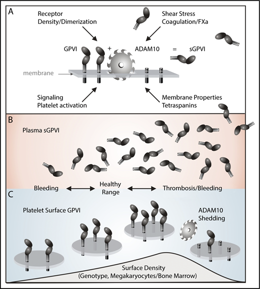 Figure 2. ADAM10-mediated shedding of human platelet GPVI. (A) GPVI on the platelet surface is a 62-kDa transmembrane glycoprotein with 2 extracellular immunoglobulin domains, a short mucin-like domain, a transmembrane domain, and a cytoplasmic tail. Following activation of the metalloproteinase ADAM10 by exposure to elevated shear stress, coagulation, or GPVI ligands, an ∼55-kDa ectodomain of sGPVI is irreversibly shed, leaving a remnant membrane-associated fragment. Membrane properties/tetraspanin expression may also regulate ADAM10 activity toward GPVI. Platelet surface density of GPVI is crucial for signaling/adhesive function to collagen and thrombus stability via GPVI/fibrin. (B-C) Although surface density of GPVI may depend on multiple causes including genotype and/or bone marrow defects, and expression levels may in turn influence plasma levels of sGPVI, higher surface density may be related to increased thrombotic risk, whereas abnormally low levels of GPVI due to deficiency or disease, enhanced ADAM10-mediated shedding together with elevated plasma sGPVI may be associated with an increased risk of bleeding.