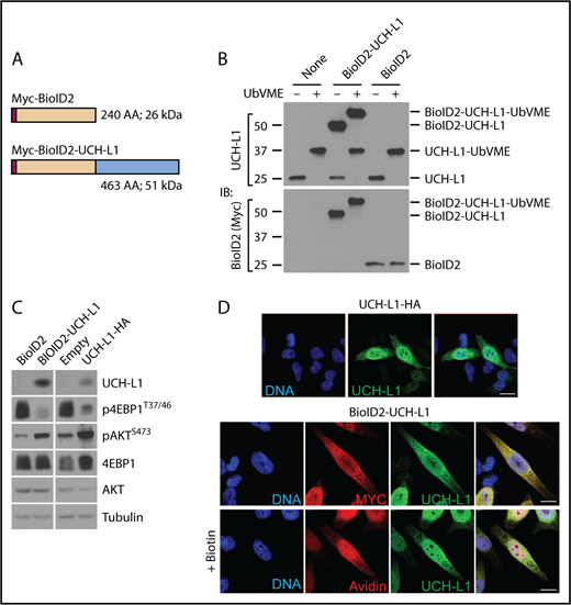 Figure 1. Proximity based proteomics identifies the association of UCH-L1 with translation initiation factors. (A) Schematic of the BioID2 constructs. Myc = Myc epitope tag. (B) The expression of the BioID2-UCHL1 fusions in KMS-11 cells was determined by immunoblot, as shown. Compared with the endogenous UCH-L1 (molecular weight, ∼25 kDa). Catalytic activity of the endogenous and BioID2 fusion was assessed by reactivity with the activity-based probe ubiquitin vinylmetrhyl esther (UbVME). Activity is indicated by a shift in mass of approximately 8 to 10 kDa resulting from the covalent adduct formed with active enzymes and UbVME. (C) The functional integrity of the BioID fusion proteins was assessed by its ability to promote phosphorylation of AKT and to suppress that of S6 kinase. Expression of UCHL1-HA was used for comparison. The relevant region of the blots was cropped to show the expression of BioID2-UCH-L1, or UCHL1-HA. (D) UCH-L1 (green) immunostaining of HeLa cells expressing UCHL1-HA or BioID2-UCHL1. Localization was also examined through the Myc-tag on BioID2 (red). Where indicated, biotin was added to cells expressing BioID-UCHL1 and labeled proteins were visualized with avidin (red). Scale bar = 10 μm.