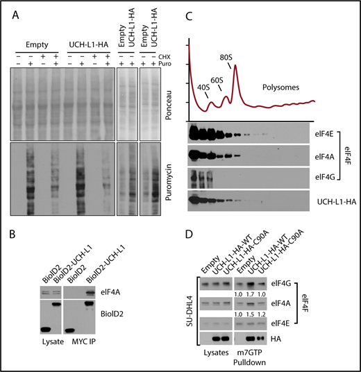 Figure 2. UCHL1 cosediments with and enhances the assembly of eIF4F. (A) HeLa cells were transduced as shown and, where indicated, pulsed with puromycin, with or without preincubation with cycloheximide. After a 50-minute chase period, lysates were immunoblotted as shown. Each panel represents an independent experiment. (B) Cells expressing the BioID constructs shown were subjected to immunoprecipitation with anti-Myc tag as shown. Lysates, and the resulting precipitates, were probed as shown. The results are representative of at least 2 independent experiments. (C) HeLa cells transduced with either control empty vector lentivirus or wild-type UCH-L1 were subjected to sucrose gradient centrifugation to analyze polysome components, as shown (top), and eluted protein fractions (bottom) were immunoblotted for the indicated proteins. UCH-L1 immunoreactivity corresponds to that of subpolysome complexes containing the eIF4F subunits eIF4E and eIF4A. The results are representative of 2 independent experiments. (D) Pulldowns were performed with m7GTP beads and probed as indicated. The loading of precipitates was equalized for the level of eIF4E as it directly binds m7GTP. The intensity of retrieved bands was quantitated by normalizing with eIF4E for each condition, using imageJ. Similar results were seen in 3 other cell lines (supplemental Figure 3).