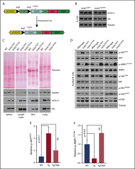 Figure 3. Generation of Uchl1TgC90A mice. (A) Schematic of the Uchl1C90A transgene. Note: beyond the C90A mutation, the constructs and its activation are identical to the wild-type transgene.10 (B) Expression of UCH-L1C90A in a series of tissues from the indicated transgenic mice. Results are representative of 3 independent animals each. (C) Transgene expression was determined by immunoblot in purified B cells from mice of the indicated genotypes. (D) Analysis of mTOR-AKT signaling in purified B cells from mice of the indicated genotypes (n = 3 each). (E-F) Quantitation of the changes seen in panel D. The intensities of the total and phosphorylated proteins were determined with ImageJ. The graphs represent the mean ± standard error of the mean for the ratio of phosphor/total normalized to wild-type. NS, not significant (P < .05).
