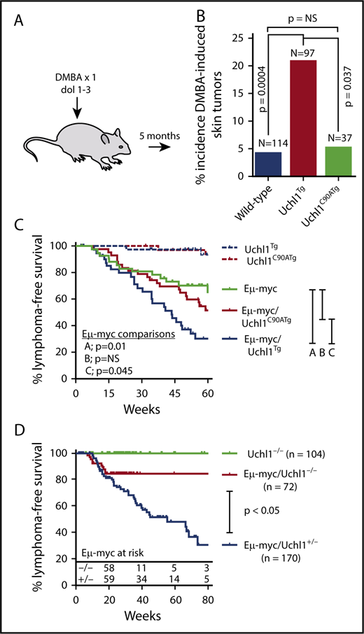 Figure 4. Catalytic activity is required for UCH-L1 induced tumorigenesis. (A) Schematic of the DMBA carcinogen bioassay. A single dose of DMBA was applied to the skin of mice between 1 and 3 days of life, and mice were analyzed at age 5 months for tumors. (B) The incidence of skin tumors for mice from panel A is shown. (C-D) Lymphoma-free survival is shown for mice with the indicated genotypes. P values were calculated with log-rank test. NS, not significant (P < .05).