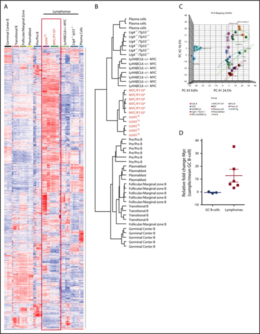 Figure 6. Lymphomas from Uchl1Tg mice resemble those driven by constitutive MYC and PI3KA activation. (A-C) Heat map (A), cluster dendrogram (B), and primary component analysis (PCA; C) of mRNA gene expression profiles of 5 lymphomas from Uchl1Tg mice compared with those from the indicated genetically engineered mouse models and B-cell populations (GSE2350 and GSE26408). (D) Myc mRNA levels were determined in the 5 lymphomas from A to C and compared with purified GC B cells isolated from immunized C57BL/6 mice (n = 3). The sample with the highest Myc expression has a documented Myc rearrangement.