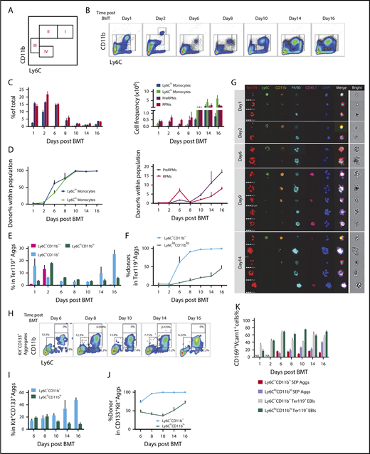Figure 2. Dynamics of spleen macrophage and monocyte populations in whole spleen and enriched EBI aggregates during the recovery from BMT. (A) Monocyte and macrophage flow cytometry gating strategy. Cells were divided into 4 major populations, I-IV, enriched for Ly6Chi monocytes (I), Ly6Clo monocytes (II), pre-RPMs (III), and RPMs (IV), respectively. (B-D) Characterization of monocyte and macrophage populations in whole spleen after BMT from day 1 to day 16. Recipient CD45.2 mice were transplanted with 0.5 × 106 CD45.1 donor BM cells on day 0. Whole spleen cells were isolated and analyzed using flow cytometry. n = 3-4 for each group per time point. (B) Representative flow cytometry diagrams. Cells were gated based on CD11b and Ly6C expression. CD11b++Ly6C+ only transiently appeared on day 2 after BMT. (C) Percent (left), and total cell numbers (right) of Ly6Chi monocytes (CD11b+Ly6ChiF4/80+), Ly6Clo monocytes (CD11b+Ly6CloF4/80+), pre-RPMs (CD11b+Ly6C−F4/80+), and PRMs (CD11bloLy6C−F4/80+). (D) Composition of donor vs recipient-derived cells in monocytes (left) and macrophages (right) in the spleen on the indicated days after transplant. (E-G) Characterization of monocyte and macrophage populations in EBIs during the recovery from BMT. EBIs were enriched and analyzed by flow cytometry. Ter119 was used to identify erythroblast containing aggregates. The gating strategy was simplified to combine Ly6hi monocytes and Ly6lo monocytes into Ly6C+CD11b+ monocytes and pre-RPMs and RPMs into Ly6CloCD11blo macrophages, to ensure enough events for analysis. n = 3-4 for each group per time point. (E) The percentage of Ly6C+CD11b++, Ly6C+CD11b+, and Ly6CloCD11blo aggregates in total Ter119+ EBIs on the indicated days after BMT. (F) The percentage of donor-derived cells in each subpopulation. (G) FlowSight imaging of Ter119+ EBIs on day 1, day 2, day 6, day 9, and day 14 after BMT. EBI aggregates were stained with Ter119 to identify erythroblasts, Ly6C, CD11b, and F4/80 markers for monocytes and macrophages, CD45.1 to identify donor cells and DAPI to identify nuclei. Each horizontal strip represents 1 aggregate. All cells were imaged used the same gating. The white vertical line separates the brightfield image of aggregate from the fluorescent images. Scale bar: 20 μm. (H-J) Characterization of Ly6C+CD11b+ monocytes (MOs) and Ly6CloCD11blo macrophages in Kit+CD133+ aggregates after BMT from day 6 to day 16. There were too few events for analysis before day 6. Kit and CD133 were used for differentiation of SEP-involved aggregates from erythroblast-involved EBIs. n = 3-4 for each group per time point. (H) Representative flow cytometry charts. (I) Percent Ly6C+CD11b+ and Ly6CloCD11blo cells in SEP (Kit+CD133+) aggregates. (J) The percentage of donor-derived cells in each subpopulation of Kit+CD133+ aggregates. (K) Percent CD169+Vcam-1+ cells in Ly6C+CD11b+ SEP aggregates, Ly6CloCD11blo SEP aggregates, Ly6C+CD11b+Ter119+ EBIs, and Ly6CloCD11blo Ter119+ EBIs. NA, not applicable (no aggregates present at this time point). Bars are representative of mean ± SEM. Aggs, aggregates.