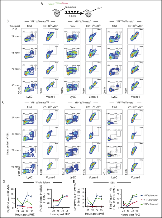 Figure 3. Monocytes give rise to RPMs in the spleen during the recovery from anemia induced by PHZ. (A) Cx3cr1YFPCreER;tdTomato mice were IP injected with tamoxifen in corn oil at 75 mg/kg body weight consecutively for 5 days prior to single PHZ injection at 100 mg/kg. n = 4 for each group per time point. At 24, 48, 72, and 96 hours after PHZ treatment, flow cytometry analysis was done to characterize monocytes, pre-RPMs, and RPMs in YFP+tdTomatoneg cells, YFP+tdTomato+ cells, and YFPnegtdTomato+ cells in whole spleens and Ter119+ EBIs. (B-C) Representative flow cytometry diagrams illustrating phenotypic dynamics of monocytes, pre-RPMs, and RPMs in (B) whole spleens and (C) enriched Ter119+EBIs. (D) Proportion of F4/80+Vcam-1+ Ly6CloCD11blo RPMs (left). The percentage of Ly6CloCD11blo RPMs that are F4/80+Vcam1+ (right) in the whole spleen. (E) Proportion of F4/80+Vcam-1+ Ly6CloCD11blo RPMs (left) and the percentage of Ly6CloCD11blo RPMs that are F4/80+Vcam1+ (right) in Ter119+EBIs.