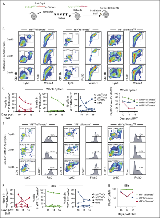 Figure 4. Monocytes give rise to RPMs in the spleen during the recovery from anemia posttransplant. (A) Schematic for monocyte lineage tracing in middle and late recovery stage, where monocytes were donor derived. Cx3cr1YFPCreER;tdTomato donor mice were IP injected with tamoxifen in corn oil at 75 mg/kg body weight consecutively for 5 days. BM cells were obtained and transplanted into CD45.1 recipient mice. Flow cytometry analysis was done on cells first gated on CD45.2+ donor cells from day 8, day 10, day 14, and day 16 after transplant. Gating strategies used in Figure 2A were used. n = 3-4 for each group per time point. (B-D) Characterization of monocyte and macrophage subpopulations in YFPnegtdTomato+, YFP+tdTomato+, and YFP+tdTomatoneg cells from whole spleens. (B) Representative flow cytometry diagrams showing CD11b and Ly6C expression or F4/80 and Vcam1 expression in the indicated populations of labeled cells. (C) Percent Ly6Chi monocytes, Ly6Clo monocytes, pre-RPMs, and PRMs in YFPnegtdTomato+ (left), YFP+tdTomato+ (middle), and YFP+tdTomatoneg (right) cells. (D) Percent of F4/80+Vcam-1+ cells in YFPnegtdTomato+, YFP+ tdTomato+, and YFP+tdTomatoneg cells. (E-G) Characterization of monocyte and macrophage subpopulations in YFPnegtdTomato+, YFP+tdTomato+, and YFP+tdTomatoneg EBIs. (E) Representative flow cytometry diagrams of showing CD11b and Ly6C expression or F4/80 expression in the indicated populations of labeled cells in recipient-derived Ter119+ EBIs. (F) Percent Ly6Chi monocytes, Ly6Clo monocytes, pre-RPMs, and PRMs in YFPnegtdTomato+ (left), YFP+ tdTomato+ (middle), and YFP+tdTomatoneg (right) EBIs. (G) Percent of F4/80+ cells in YFPnegtdTomato+, YFP+ tdTomato+, and YFP+tdTomatoneg EBIs. Bars are representative of mean ± SEM.
