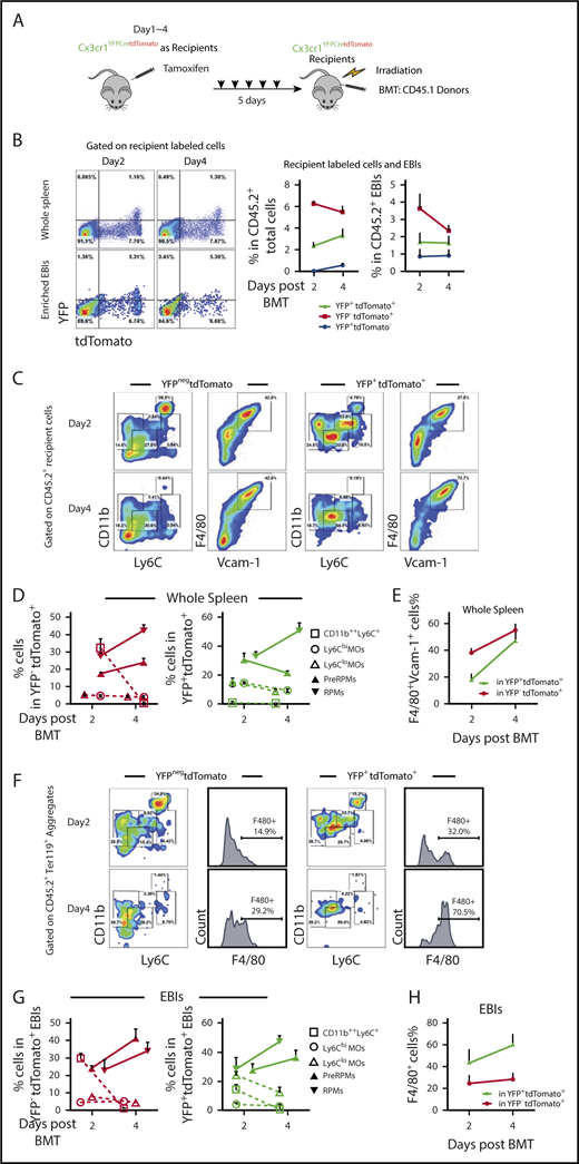 Figure 5. Recipient-derived monocytes are a source of RPMs in early stress erythropoietic niches. (A) Schematic of monocytes lineage tracing procedure in early recovery stage, where niche monocytes and macrophages are mostly recipient derived. Cx3cr1YFPCreER;tdTomato recipient mice were IP injected with tamoxifen in corn oil at a dose of 75 mg/kg body weight daily for 5 days prior to irradiation and transplantation with CD45.1 wild-type donor BM cells. Flow cytometry analysis was applied on gated CD45.2+ recipient cells on days 2 and 4 after transplant. Gating strategies applied from Figure 2A. n = 3-4 for each group per time point. (B) Representative flow cytometry diagrams illustrating YFP and tdTomato expression in whole spleen and enriched Ter119+EBIs (left). The percentage of YFP+tdTomatoneg, YFP+tdTomato+, and YFPnegtdTomato+ cells in CD45.2+ recipient cells (middle) and the percentage of YFP+tdTomatoneg, YFP+tdTomato+, and YFPnegtdTomato+ cells in CD45.2+ EBIs (right) are shown for the indicated time points. (C-E) Characterization of monocyte and macrophage subpopulations in YFP+tdTomatoneg cells and YFPnegtdTomato+ cells in whole spleens. (C) Representative flow cytometry diagrams showing CD11b and Ly6C expression or F4/80 and Vcam1 expression in the indicated populations of labeled cells. (D) The percentages of Ly6Chi monocytes, Ly6Clo monocytes, pre-RPMs, and PRMs in YFPnegtdTomato+ (left) and YFP+ tdTomato+ (right) populations of labeled cells. (E) The percentage of F4/80+ and Vcam-1+ cells in YFP+ tdTomato+ cells and YFPnegtdTomato+ populations of labeled cells. (F-H) Characterization of monocyte and macrophage subpopulations in YFP+tdTomato+Ter119+ EBIs and YFPneg tdTomato+Ter119+ EBIs. (F) Representative flow cytometry diagrams showing CD11b and Ly6C expression or F4/80 expression in the indicated populations of labeled cells in recipient-derived Ter119+ EBIs. (G) The percentage of CD11b++Ly6C+, Ly6Chi, Ly6Clo monocytes, pre-RPMs, and RPMs in YFPnegtdTomato+Ter119+ EBIs (left) and YFP+ tdTomato+Ter119+ EBIs (right). (H) The percentage of F4/80+ cells in YFP+ tdTomato+EBIs and YFPnegtdTomato+EBIs. Bars are representative of mean ± SEM.