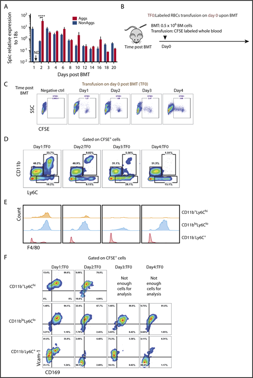 Figure 6. Increased erythrophagocytosis is an early event after BMT. (A) Spic mRNA expression relative to 18S ribosomal RNA in non-EBI aggregates and EBI Aggs. n = 3-4 for each group per time point. ND, not detectable. (B) Schematic of experimental design of erythrophagocytosis analysis. Whole blood was obtained from control mice and labeled with CFSE. Blood (150-200 μL) was removed from recipient mice before transfusion with labeled red blood cells (RBCs). Labeled RBCs were transfused into mice on the same day (day 0) as transplant. Whole spleen cells were harvested followed by RBC lysis. CFSE+ cells were analyzed by flow cytometry to identify cells that have phagocytosed labeled erythrocytes. n = 4 for each group per time point. (C) Representative flow cytometry diagrams of CFSE+ cells analysis. (D) Flow cytometry analysis of CD11b and Ly6C expression by CFSE+ cells. (E) Histograms illustrating F4/80 expression on CFSE+ CD11b+Ly6Chi, CD11bloLy6Clo, and CD11b−Ly6C+ cells. (F) Flow cytometry analysis of Vcam-1 and CD169 expression on CFSE+ CD11b+Ly6Chi, CD11bloLy6Clo, and CD11b−Ly6C+ cells.