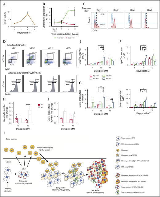 Figure 7. Ccl2 production increases early after BMT and plays a role in the recruitment of monocytes into the spleen. (A) Percentage of Ccl2+ cells in whole spleens on days 1, 2, 4, and 6 after BMT. (B) Ccl2 mRNA expression relative to 18S rRNA in sorted spleen F4/80+CFSE+ and F4/80+CFSEneg cells at 1, 6, and 12 hours after lethal irradiation. (C) Flow cytometry analysis of Ccl2 production in F4/80+CFSE+ cells (red) and F4/80+CFSEneg cells (blue) after BMT. (D) Representative flow cytometry diagrams of monocytes and macrophage subpopulations in Ccl2+ cells. (top) CD11b and Ly6C expression of Ccl2+cells. (bottom) F4/80 expression on Ccl2+CD11bloLy6Clo cells. (E-H) Quantitation of spleen monocytes and CD133+Kit+ SEPs in Ccl2 mutant BMT model. Ccl2−/− (knockout, KO) or wild-type (WT) recipients were transplanted with 0.5 × 106 Ccl2−/− or WT BM cells as donors. KO → KO: Ccl2−/− donors to Ccl2−/− recipients; KO → WT: Ccl2−/− donors to WT recipients; WT → KO: WT donors to Ccl2−/− recipients; WT → WT: WT donors to WT recipients. Time points included day 8, day 10, and day 12 after BMT. n = 3-4 for each group per time point. (E-F) Total cell numbers of (E) Ly6Chi monocytes and (F) Ly6Clo monocytes in whole spleens. (G) Percent (left) and total cells numbers (right) of CD133+Kit+ SEPs in whole spleens. (H-I) Quantitation of spleen monocytes and CD133+Kit+ SEPs in Ccr2 mutant BMT model. WT recipients were transplanted with 0.5 × 106 Ccr2−/− or WT BM cells as donors. (H) Fold change of monocytes and (I) SEPs. n = 2-3 for each group per time point. (J) Model showing the dynamic nature of the splenic stress erythropoiesis niche.