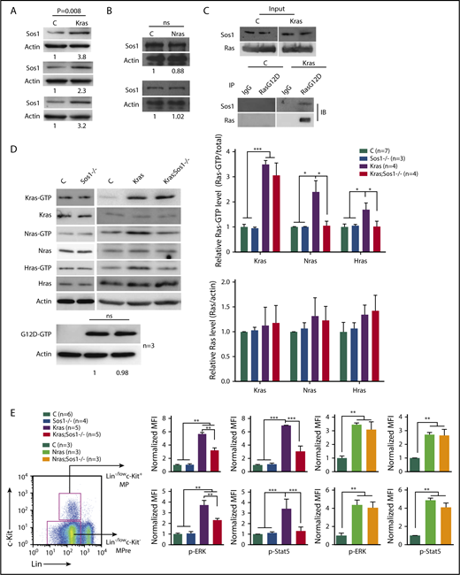 Figure 1. Sos1 loss abolishes activation of WT Nras and Hras and decreases GM-CSF signaling in KrasG12D/+ cells. Control (C), Sos1fl/fl;Vav-Cre (Sos1−/−), KrasLSL G12D/+;Vav-Cre (Kras), KrasLSL G12D/+;Sos1fl/fl;Vav-Cre (Kras; Sos1−/−), NrasLSL Q61R/+;Vav-Cre (Nras), and NrasLSL Q61R/+;Sos1fl/fl;Vav-Cre (Nras; Sos1−/−) mice were sacrificed at age 6 weeks. (A-B) Sos1 expression levels in bone marrow (BM) cells of control, Kras (A), and Nras (B) mice were quantified against the levels of β-actin, using ImageStudioLite software. The ratios in control cells are arbitrarily set at 1. ns, not significant. (C) Whole-cell lysates were extracted from BM cells and immunoprecipitated with anti-Ras G12D antibody or preimmune immunoglobulin G (IgG). The resulting precipitates were immunoblotted with anti-Sos1 or anti-Ras antibody. (D) Whole-cell lysates were extracted from BM cells and analyzed for expression levels of different Ras isoforms, which were quantified against the levels of β-actin, using ImageStudioLite software. Ras-GTP was affinity purified from whole-cell lysates, using a GST fusion with the Ras binding domain of Raf (Raf RBD) immobilized on agarose beads. The levels of Ras-GTP bound forms were quantified against the levels of their corresponding Ras isoforms. The ratios of Ras-GTP/Ras in control cells are arbitrarily set at 1. Oncogenic Kras was detected using an antibody specifically against Ras G12D protein and quantified against the levels of β-actin. (E) BM cells were serum- and cytokine-starved for 2 hours at 37°C. Cells were then stimulated with 2 ng/mL mGM-CSF for 10 minutes at 37°C. Levels of p-ERK1/2 and p-STAT5 were measured using phosphoflow cytometry. Myeloid progenitors (MP) are enriched in Lin−/low c-Kit+ cells and myeloid precursors (MPre) are enriched in Lin−/low c-Kit− cells. Data are presented as mean + standard deviation. *P < .05; **P < .01; ***P < .001.