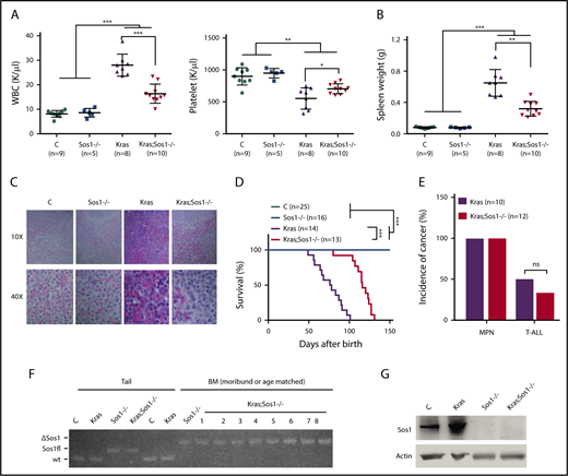 Figure 2. Loss of Sos1 alleviates MPN phenotypes and prolongs the survival of oncogenic Kras mice in the Vav-Cre system. (A-C) Control (C), Sos1fl/fl;Vav-Cre (Sos1−/−), KrasLSL G12D/+;Vav-Cre (Kras), and KrasLSL G12D/+;Sos1fl/fl;Vav-Cre (Kras; Sos1−/−) mice were sacrificed at age 6 weeks. (A) Numbers of WBC (white blood cells) and PLT (platelets) were shown. (B) Quantification of spleen weight. (C) Representative histologic hematoxylin and eosin sections of spleen from Control, Sos1−/−, Kras, and Kras;Sos1−/− mice. (D-E) Kras and Kras;Sos1−/− mice were monitored closely until a moribund stage for terminal analysis. (D) Kaplan-Meier survival curves of different groups of mice were plotted against days after birth. P values were determined using the Log-rank test. (E) Quantification of disease incidence. χ-square analysis was performed. ns, not significant. (F-G) Moribund Kras and Kras;Sos1−/− mice and age-matched control (C) and Sos1−/− mice were sacrificed for analysis. (F) Genomic DNAs were extracted from tail and BM cells and genotyped for Sos1 alleles. (G) Western blot analysis of Sos1 expression in BM cells. The results are presented as mean ± standard deviation. *P < .05; **P < .01; ***P < .001.