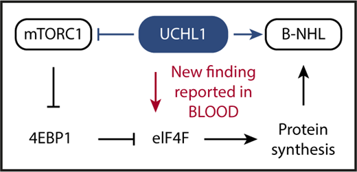 Schematic depiction of the key advance reported by Hussain et al in this issue of Blood. UCHL1 is a deubiquitinating enzyme that has been shown in previous work to promote malignant B-cell and plasma cell development (indicated by blue arrow pointing right) despite inhibiting mTORC1 (blue horizontal line with a short vertical “stop” line). The inhibition of mTORC1 has been enigmatic because the protein complex serves as a crucial positive regulator of cap-dependent mRNA translation and protein synthesis: a mandatory requirement for malignant growth. Hussain et al solved the enigma by demonstrating that UCHL1 promotes the assembly of the eIF4F translation initiation complex (red arrow pointing down), bypassing, thereby, the inhibitory impact of the UCHL1-mTORC1-4EBP1 axis on protein synthesis. Hussain et al also show that the enzymatic, deubiquitinating activity of UCHL1 is crucial for MYC-driven lymphoma in laboratory mice. This provided preclinical support for the contention that targeted inhibition of deubiquitination using small-molecule drugs may lead to new treatments for patients with lymphoma and myeloma.