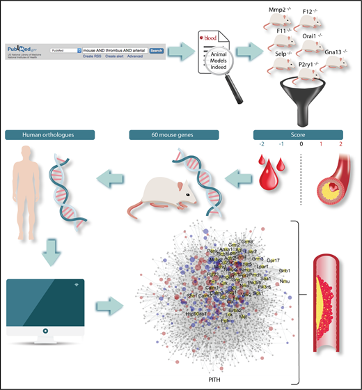 Flowchart of the methods for the identification of mouse genes relevant to thrombosis and hemostasis. The definition of human orthologs and the construction of a network of protein interactions in thrombosis and hemostasis (PITH) have then led to the detection of novel proteins with potential contribution to thrombosis and hemostasis.