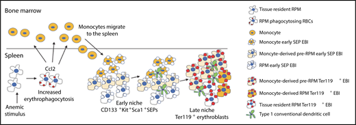 EBIs in stress erythropoiesis. Anemic stimulus induces erythrophagocytosis and production of the chemokine CCL2 by splenic RPMs, which attract monocytes into spleen. These monocytes associate with CD133+KIT+ early SEPs and undergo stepwise maturation into pre-RPMs and RPMs. Within EBIs, monocyte maturation occurs in concert with maturation of SEPs such that the majority of Ter119+ mature erythroblasts are associated with pre-RPMs and RPMs. Also seen within EBIs are conventional type 1 dendritic cells. RBCs, red blood cells. See Figure 7J in the article by Liao et al that begins on page 2580.