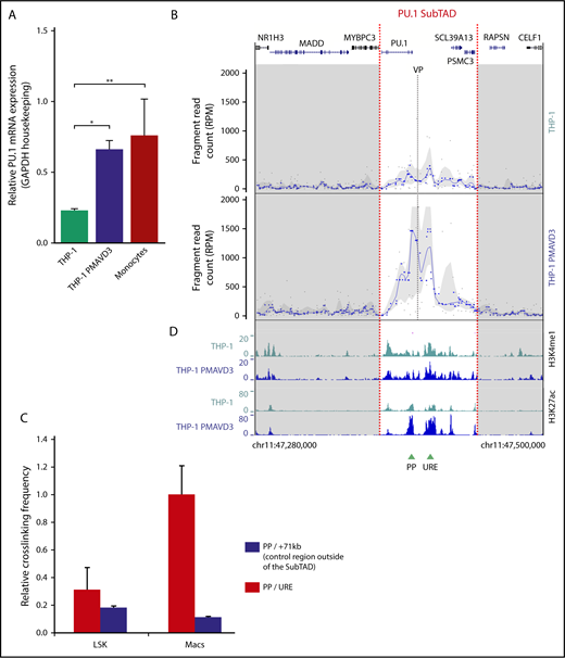 Figure 2. The PU.1 SubTAD is dynamic during monocytic differentiation. (A) Real-time PCR showing PU.1 mRNA expression in undifferentiated (monocytic) and 72-hour PMA + VD3–differentiated (macrophage-like) THP-1 cells, along with primary human monocytes for comparison. All values are relative to those of GAPDH. *P < .05; **P < .01 (significant different variances calculated by 1-way analysis of variance). Mean and standard error of the mean are presented. (B) Near-cis 4C-seq profile visualization with the PU.1 promoter VP (gray dashed line) of undifferentiated (top) and 72-hour PMA + VD3–differentiated (bottom) THP-1 cells. Raw fragment data are visible as gray dots and running medians as blue dots; the trend line is LOESS smoothed, and the gray shadowing represents quantiles. Red dashed lines mark the boundaries of the PU.1 SubTAD. The UCSC gene track is shown at the top. The plots are representative of 2 biological repeats each. (C) Quantitative 3C assay demonstrating increased crosslinking frequency of the URE with the PU.1 promoter in mouse bone marrow–derived macrophages (Macs) as compared with Lineage-Sca1+-ckit+ bone marrow stem and progenitor cells (LSK). We also measured the interaction of the PU.1 promoter with a control region outside of the SubTAD (+71 kb), revealing no increase in crosslinking frequency. The highest value was set to 1. Error bars represent SD of 2 independent experiments. (D) ChIP-seq profiles of H3K4me1 (top) and H3K27ac (bottom) in undifferentiated (THP-1) and 72-hour PMA + VD3–differentiated THP-1 cells (THP-1 PMAVD3), displayed as UCSC browser tracks. Green arrowheads represent the position of the PU.1 promoter (PP) and the URE.